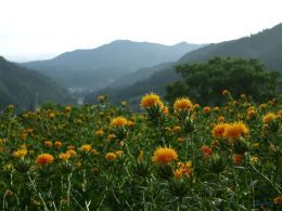 白鷹町十王山あいの紅花畑