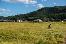 「倒して倒さず」と称される、収穫前の登熟した山田錦