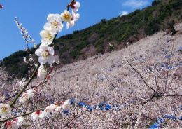 石神梅林（田辺市）