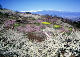モモやスモモの花が咲き乱れる春の風景
