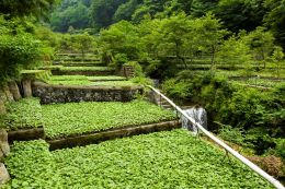 山間地に階段状に広がるわさび田
