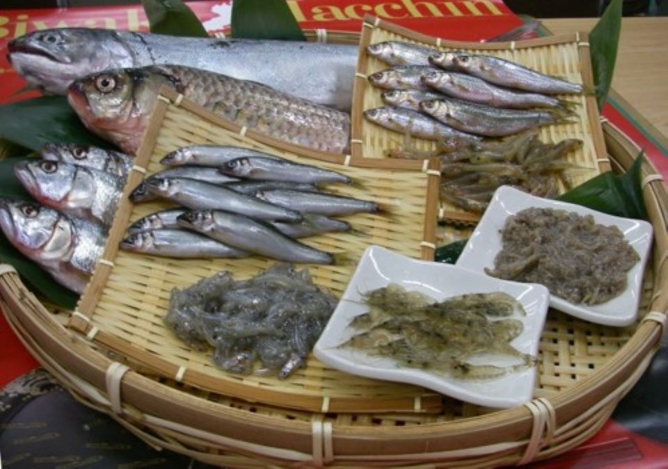 琵琶湖の恵み(多彩な漁獲対象魚)の画像