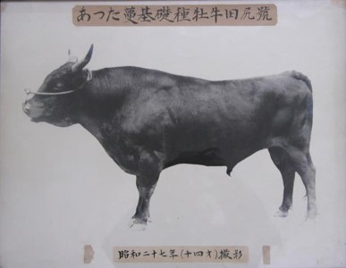 名種雄牛「田尻」号の画像