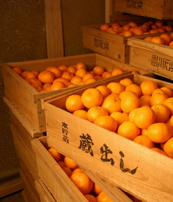 出荷を待つ「蔵出しみかん」