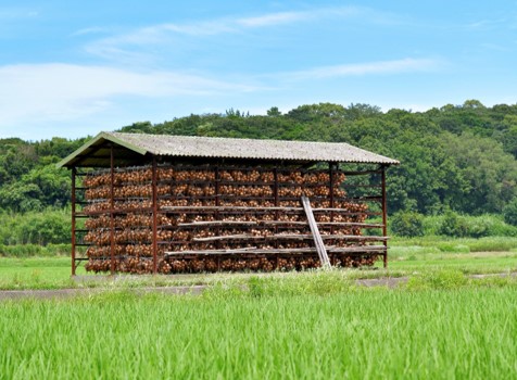 水稲とたまねぎ小屋