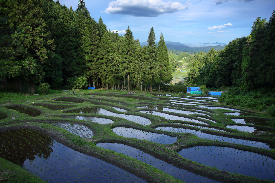 江戸自体に開墾された棚田が今も残る（一関市舞川・金山棚田）