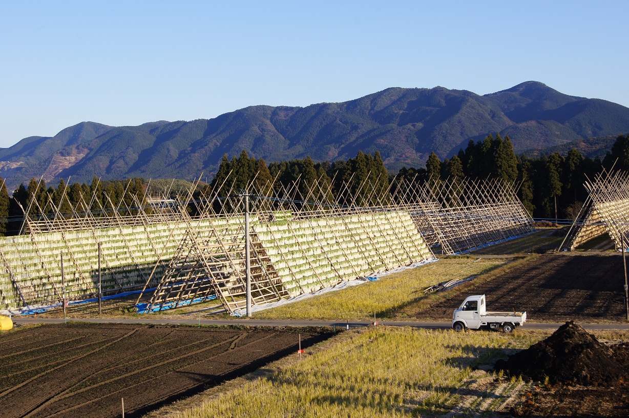 「大根やぐら」が林立する風景