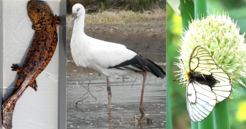オオサンショウウオ(左)、コウノトリ(中)、ウスバシロチョウ(右)