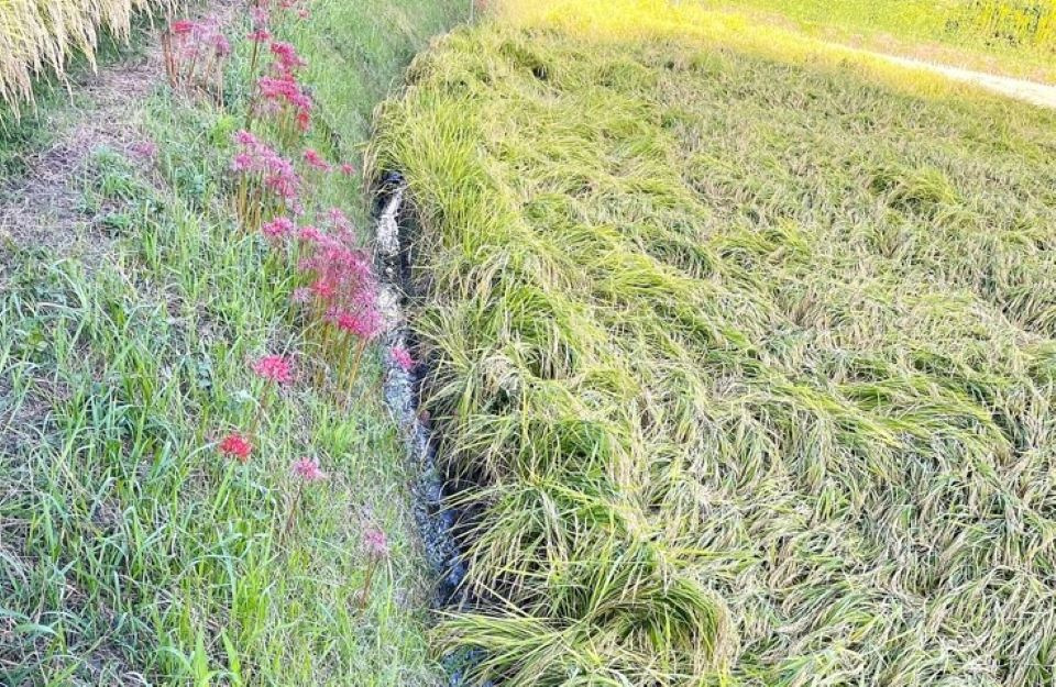 粘性土で排水性が悪いため、棚田の下段側に設置されるほ場内水路「おいて」