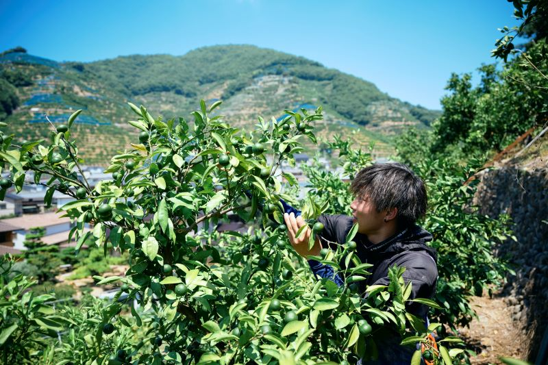 栽培管理の様子
