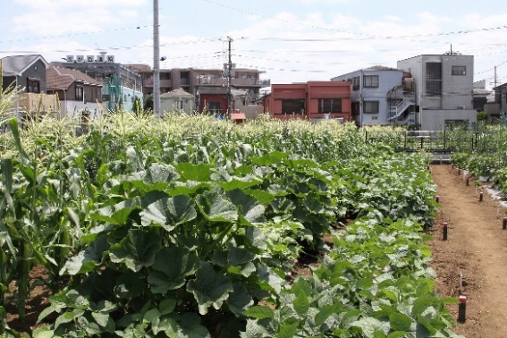葉物が植わっている畑