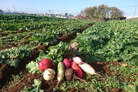 カブやダイコンが収穫されているようす