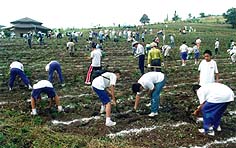 ボランティアとコスモス苗植栽