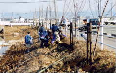 通学道路沿いの桜の植栽