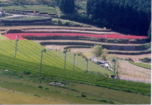 田植え風景
