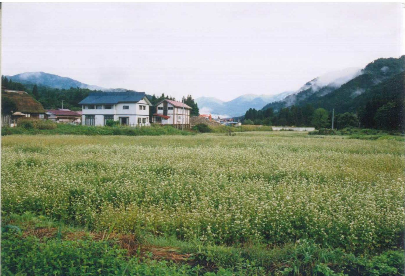 田植え風景