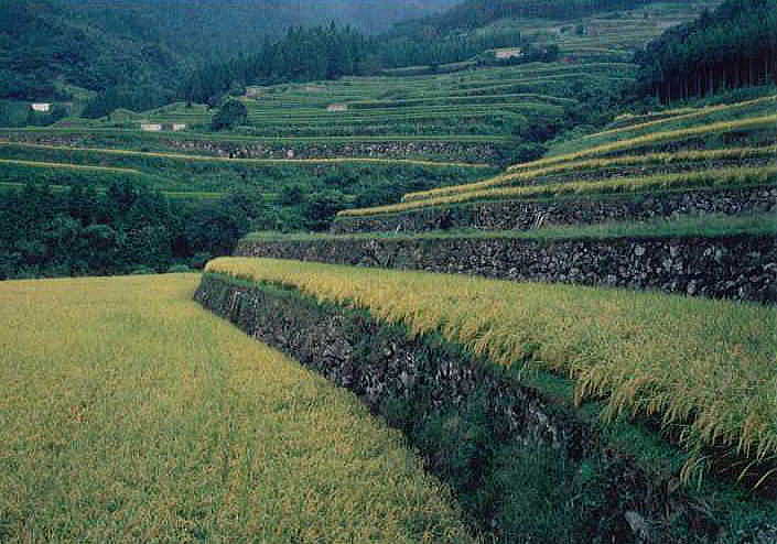 蕨野（わらびの）の棚田