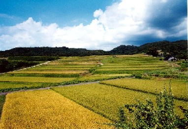 石川の棚田大笹波1