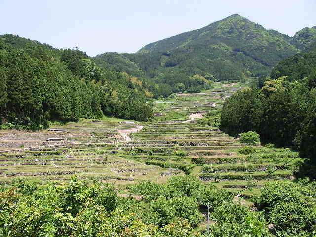 四谷千枚田1