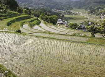長谷の棚田1