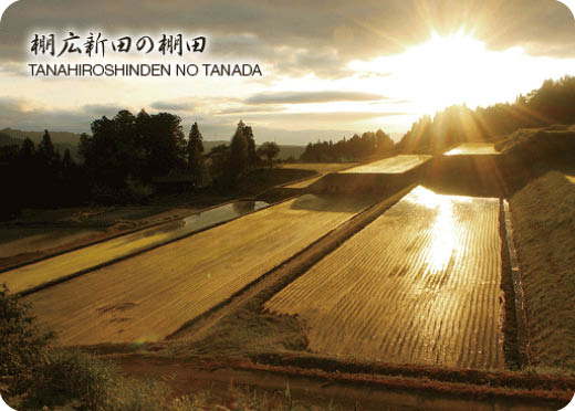 新潟県棚広新田の棚田の画像データ