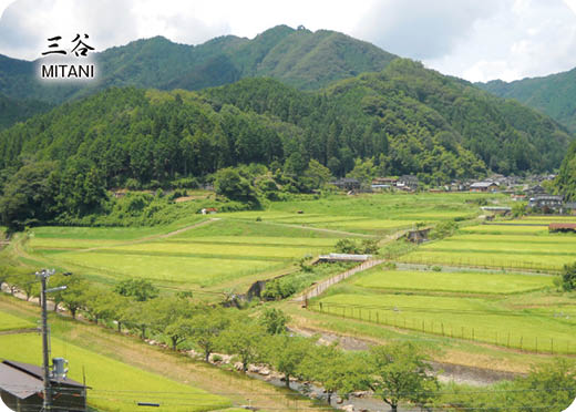兵庫県三谷の棚田の画像データ