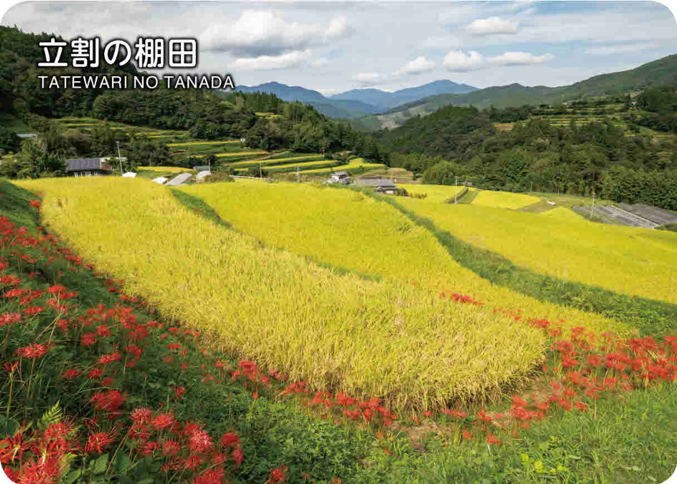 立割の棚田