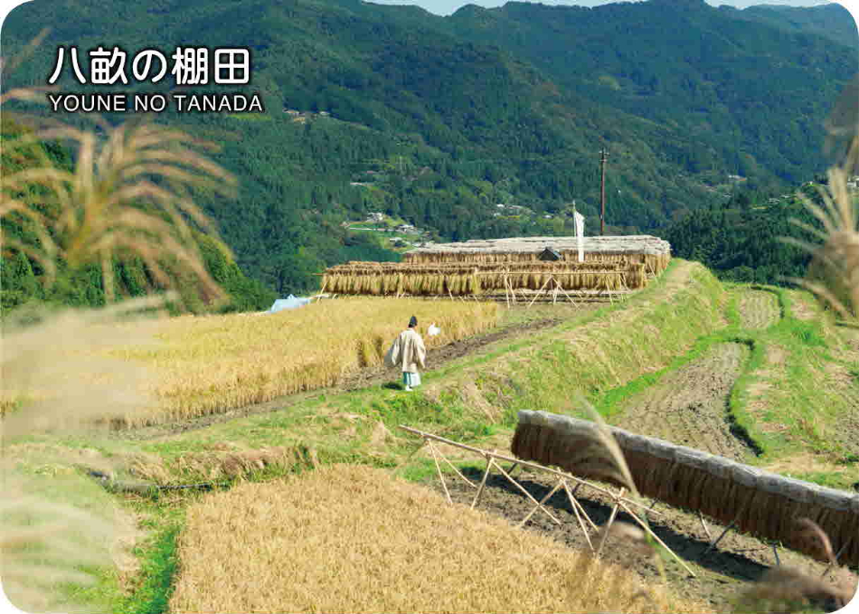 八畝の棚田