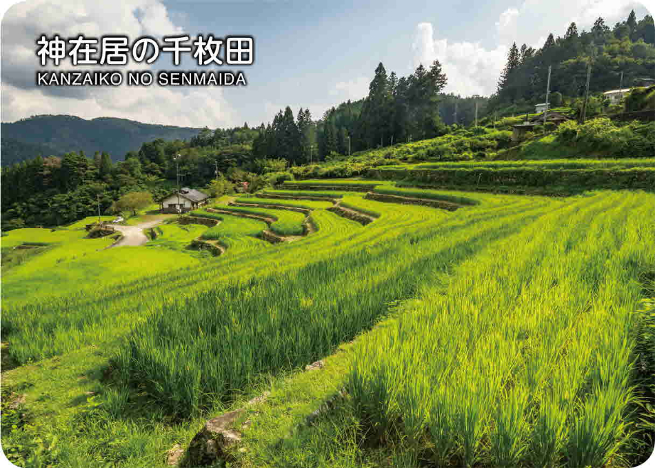 神在居の千枚田