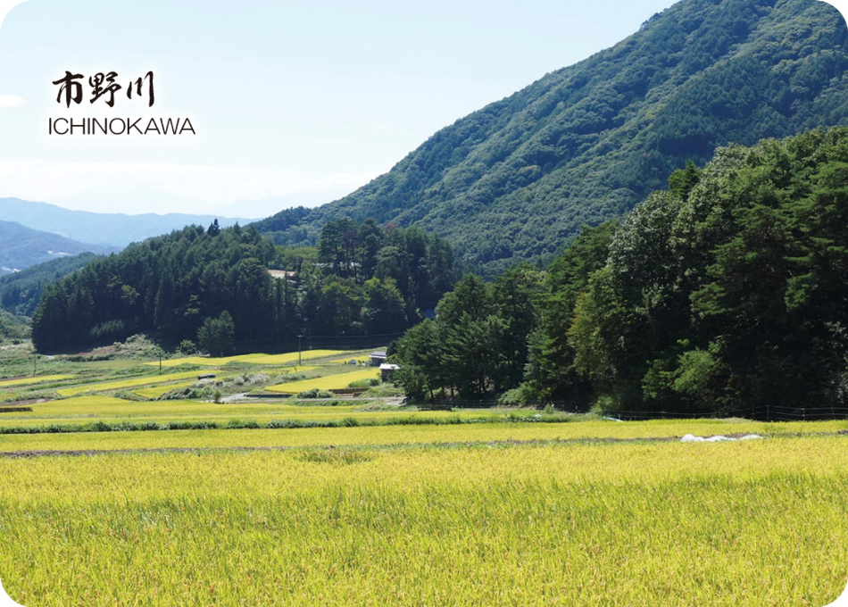 市野川