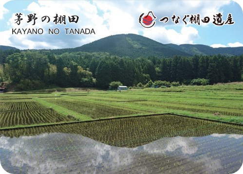 茅野の棚田