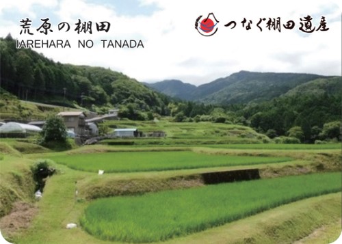 荒原の棚田