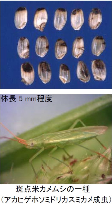 カメムシと斑点米