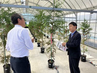 閉鎖型採種園(スギ)でエリートツリー(特定母樹)の増産について説明を受ける武村農林水産副大臣