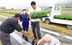 青森県弘前市と耕作放棄地を活用する協定を結んだほか、東日本大震災の被災地、宮城県と福島県でもトマトの栽培を拡大