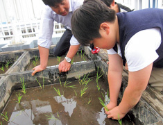 5年生は、稲作の一連の流れを学習するため、屋上の小さな田んぼやバケツ稲で米を栽培