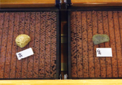 三面川の分流「種川（たねがわ）」に遡上してきた鮭や、卵の人工ふ化の様子を間近で見られる。とくに、ウグイなどの魚と並んで泳ぐ立派な鮭の姿に感動。近くの三面川では、2艘そうの船で網を操り、もう1艘がその網に鮭を追い込む「居繰網（いぐりあみ）漁」や、大きな針を鮭に引っ掛けて獲る「テンカラ漁」が行われており、時間によっては見学も可能