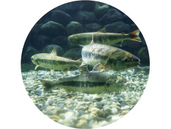 三面川の分流「種川（たねがわ）」に遡上してきた鮭や、卵の人工ふ化の様子を間近で見られる。とくに、ウグイなどの魚と並んで泳ぐ立派な鮭の姿に感動。近くの三面川では、2艘（そう）の船で網を操り、もう1艘がその網に鮭を追い込む「居繰網（いぐりあみ）漁」や、大きな針を鮭に引っ掛けて獲る「テンカラ漁」が行われており、時間によっては見学も可能