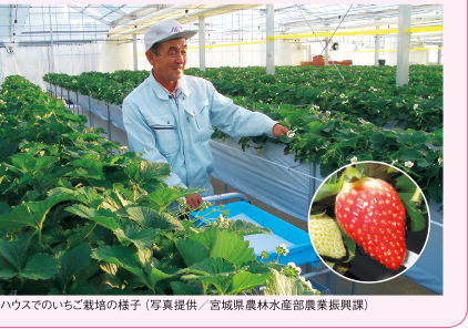 ハウスでのいちご栽培の様子（写真提供／宮城県農林水産部農業振興課）