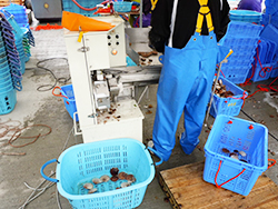 最新の耳あけ機は、貝を１枚ずつそろえて投入するだけで、自動的に「位置決め・保持・穴あけ」が行われる。老若男女誰にでも扱えると評判