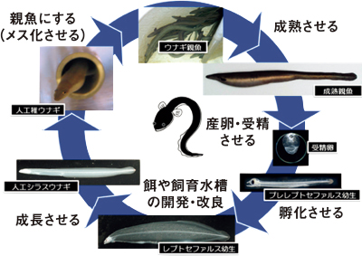 ウナギの卵は、雌親1尾あたり30万～ 100万個取れるが、それをふ化させて仔魚（レプトセファルス幼生）に育てることが、非常に難しい