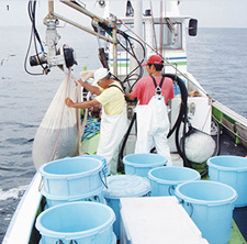 山茂丸で大量に水揚げされる湘南しらす