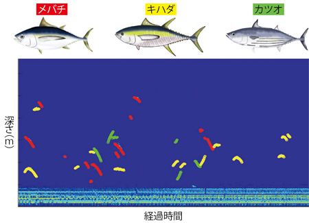 広帯域魚探機の映像から読み取れたメバチ、キハダ、カツオの反射パターンを、それぞれの色で着色した図。魚1匹から返ってくるエコーが、への字のような形で見て取れるのが特長だ