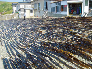 昆布は浜で採れたその日に天日干しをする。太陽の力で自然乾燥することは、とても重要な作業。天日乾燥された昆布は適度な水分を含み、それが昆布熟成の大事な要因といわれている (2)