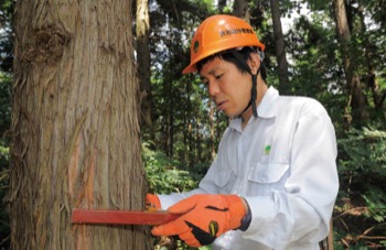 伐採する立木の量を把握するための収穫調査。「輪尺（りんじゃく）」と呼ばれる専用の計測器を用いて、木の幹を挟んで直径を測る