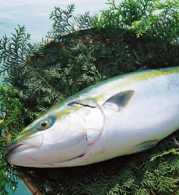 フルーツ魚