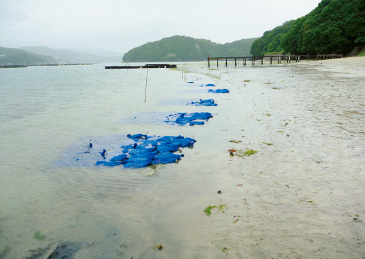 3ミリメートルの網目の袋に砂利とカキ殻加工固形物を入れて干潟に並べると、アサリの浮遊幼生が中に入り込み、網袋の中で安全に育つ。