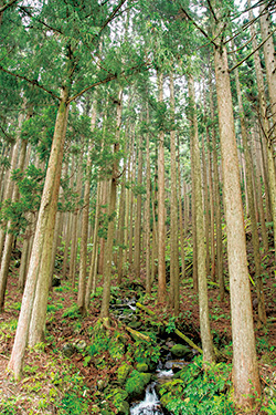 西粟倉村大茅（おおがや）地区にある人工林。村を挙げて森づくりに取り組んでいる。