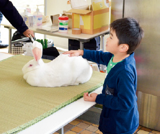 うさぎと触れ合う子ども。