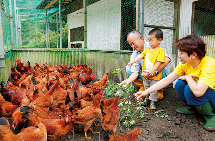 土佐ジローは、空の見える開放的な空間で育てられている（採卵鶏の鶏舎にて）。